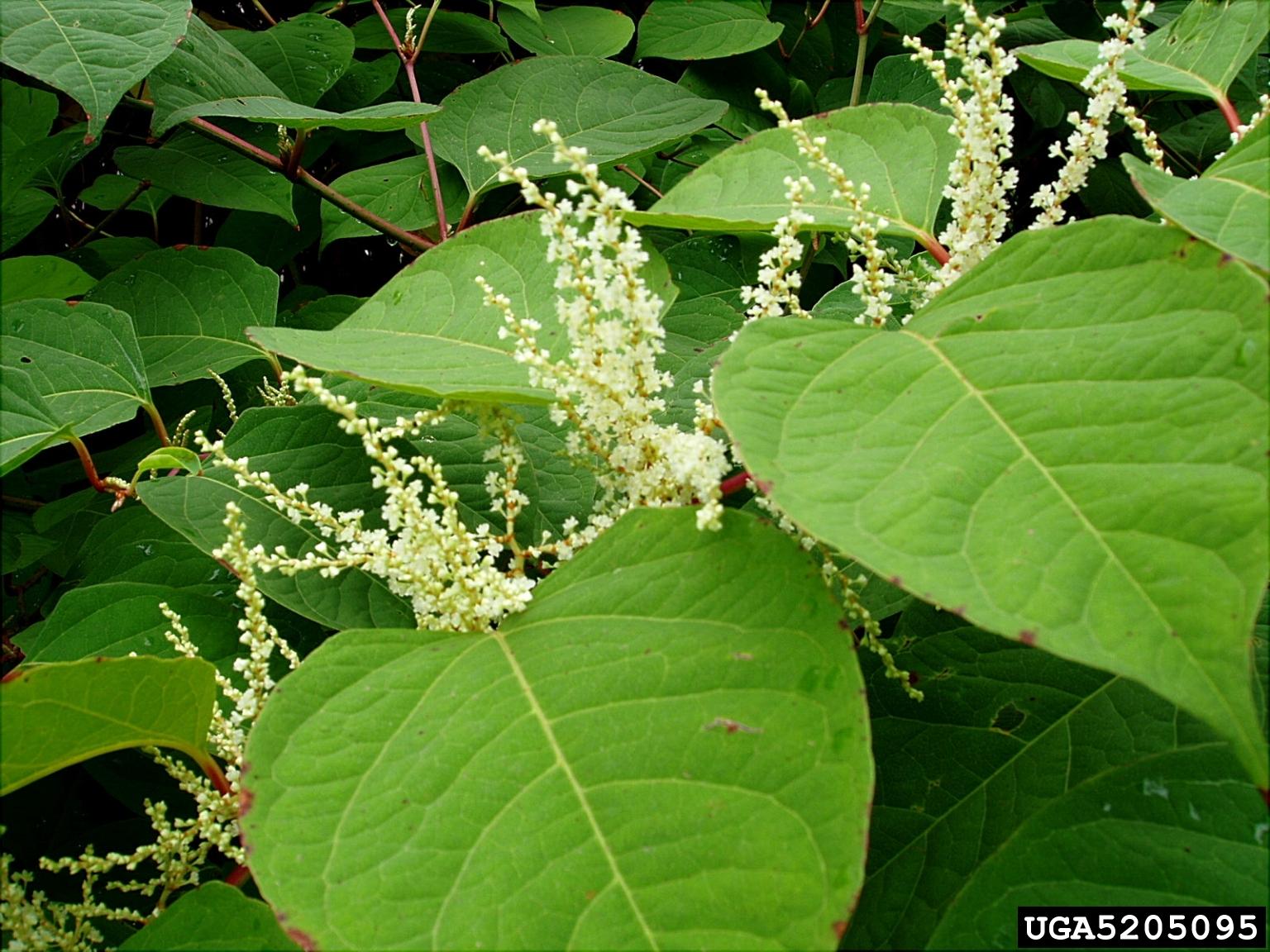 Invasives In Your Woodland Japanese Knotweed University Of Maryland invasives-in-your-woodland-japanese-knotweed-university-of-maryland